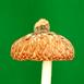 Bronze/Aluminum Water Oak Acorn Cast - Acorn Cap Picture.